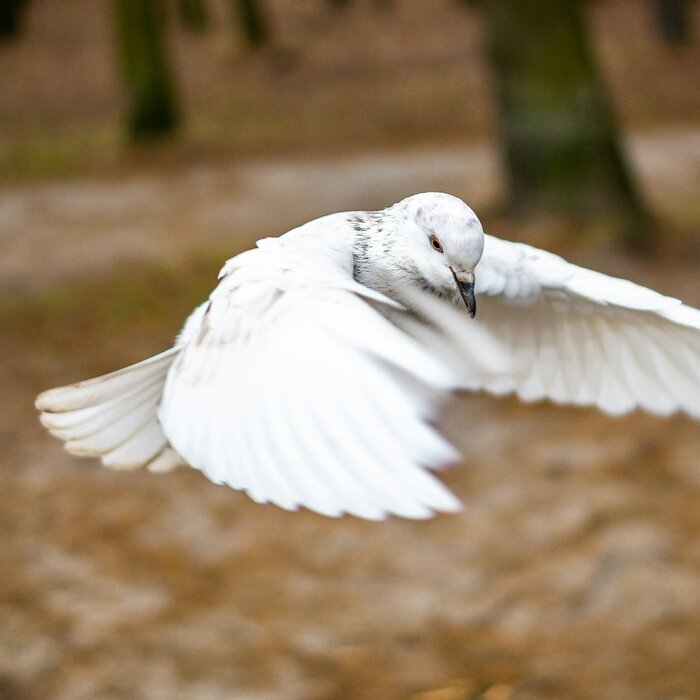 Eine weiße Taube fliegt durch einen Wald
